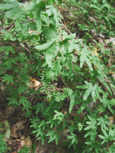 Photo By: Stephen M. Young. Photo taken: Richmond County, NY on 12 September 2006